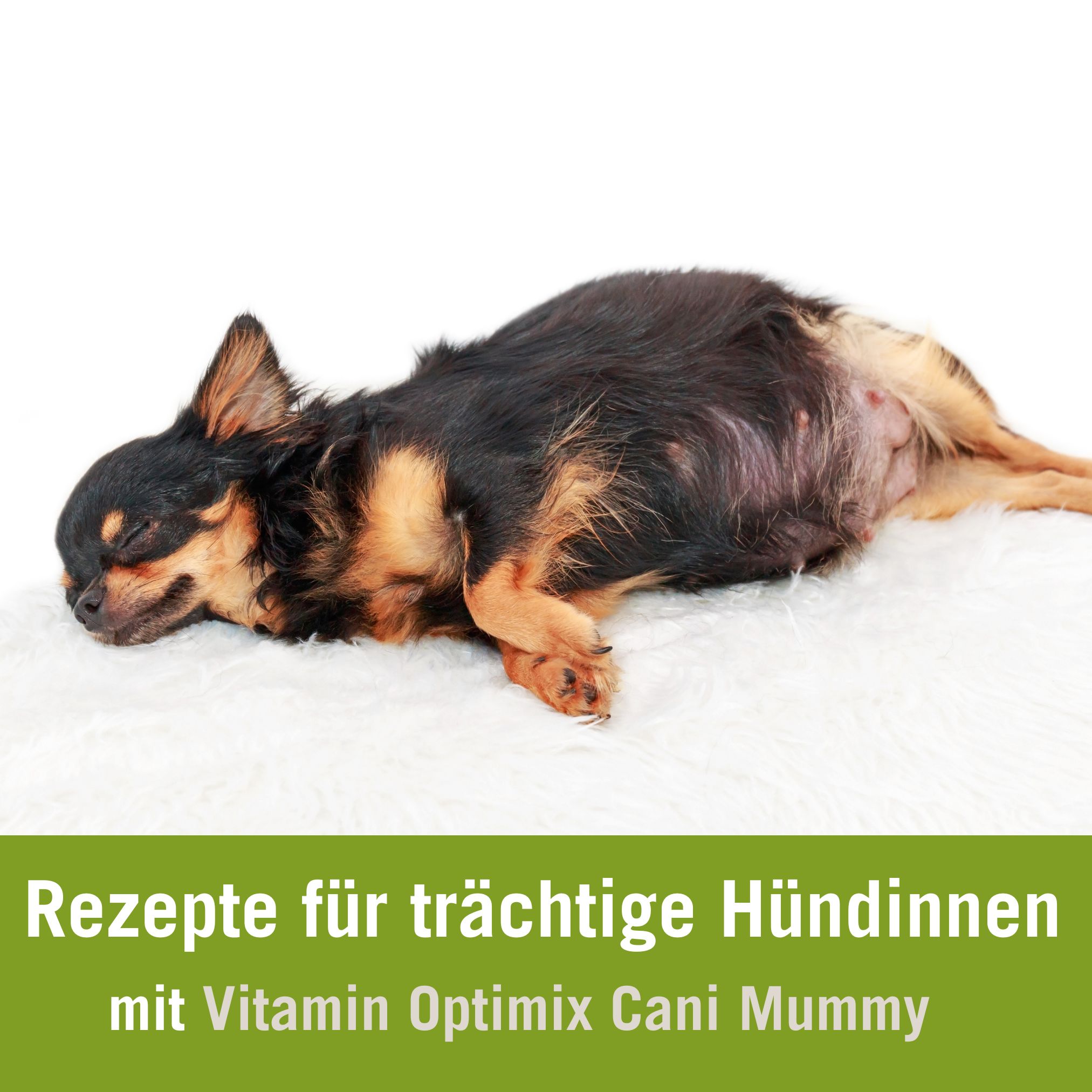 trächtigkeit hund rechner