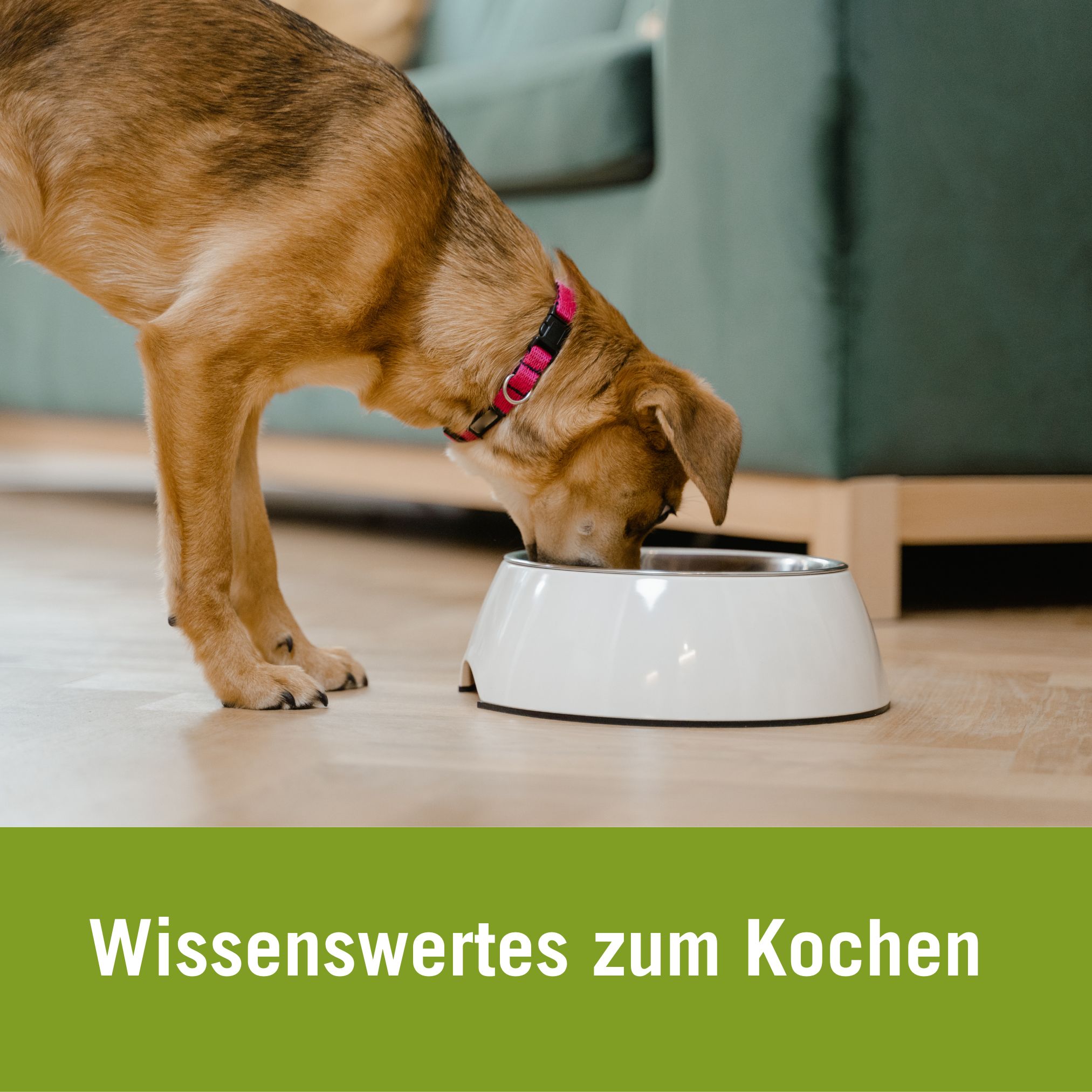 hundefutter katzenfutter selber kochen