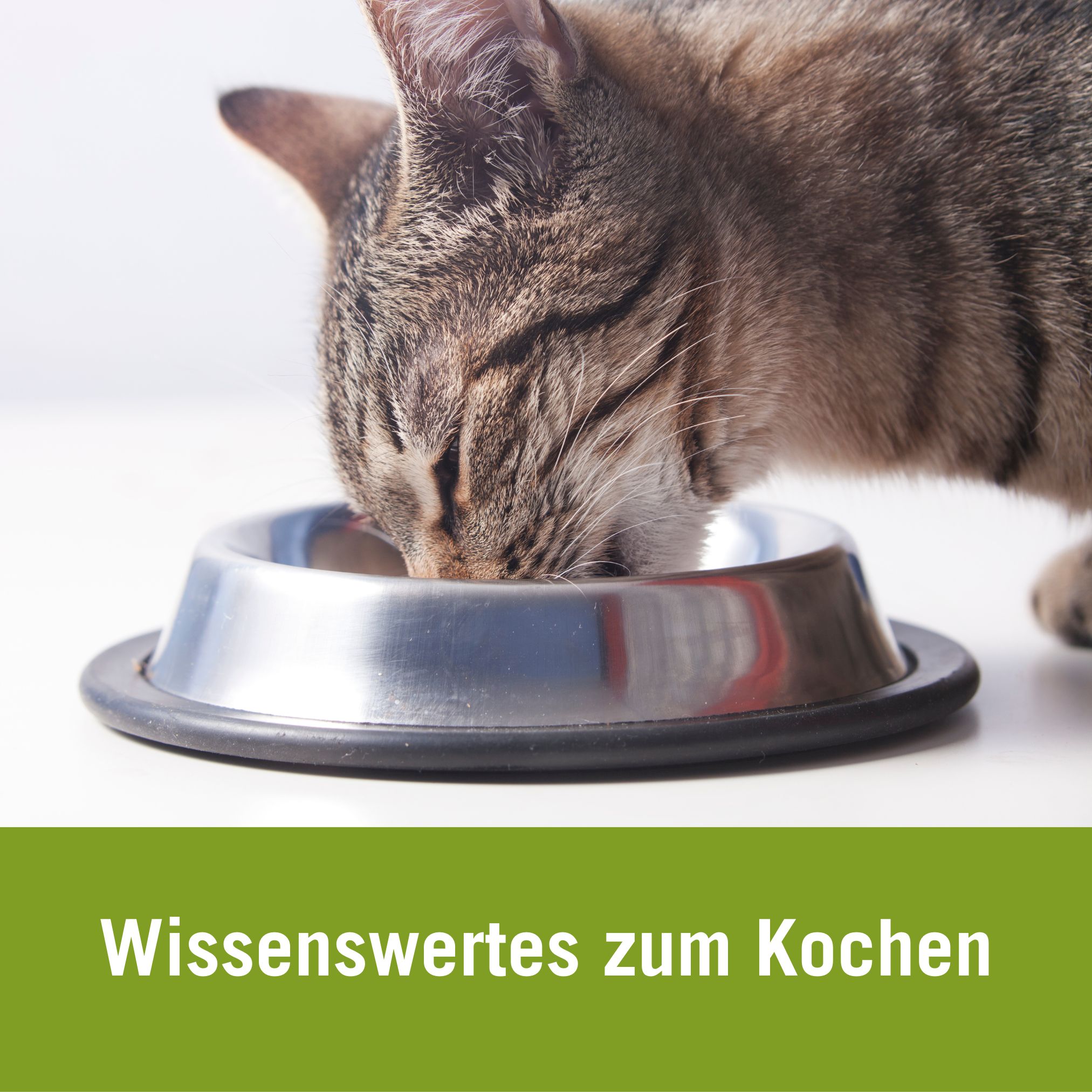 katzenfutter selber kochen 