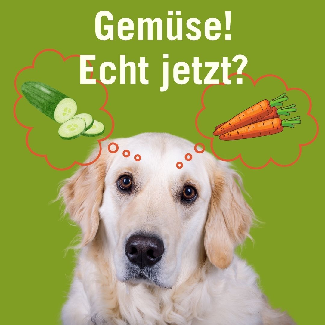 hund frisst kein gemüse